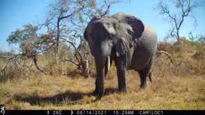 Musekese Conservation - Elephant on trail camera