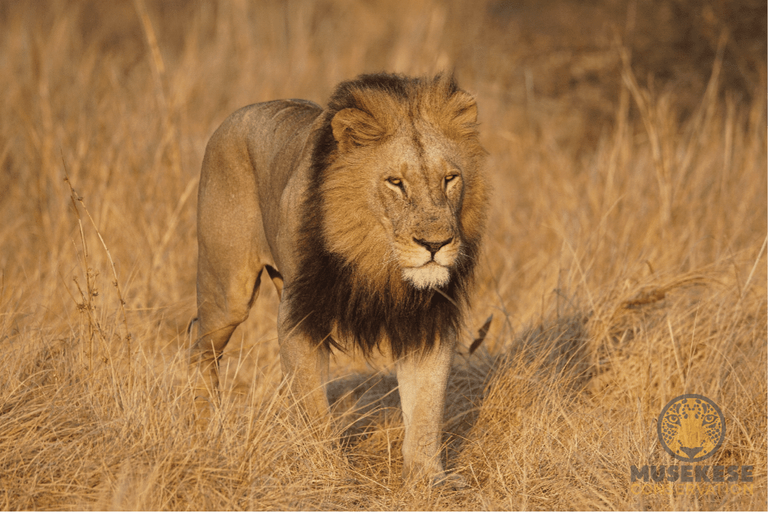 Muskese Conservation Lion