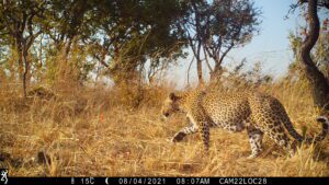 Musekese Conservation - Leopard on trail camera