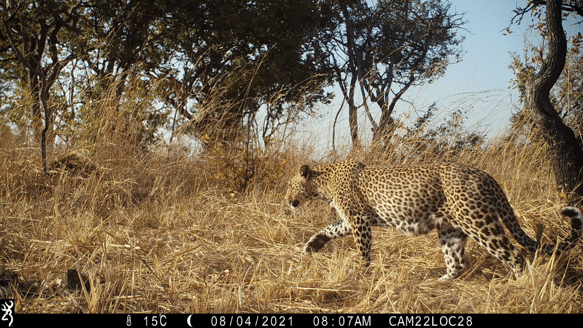 Musekese Conservation camera trap leopard - Filtered