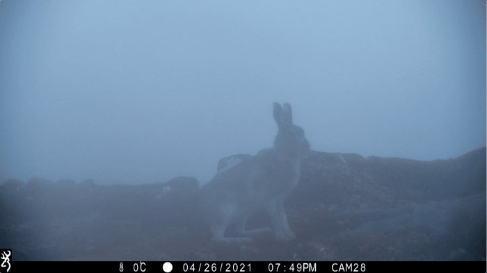 Mountain hare in fog - Alladale Wilderness Reserve