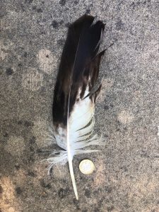 Golden eagle feather - Alladale Wilderness Reserve