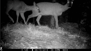 Roe deer black and white face markings