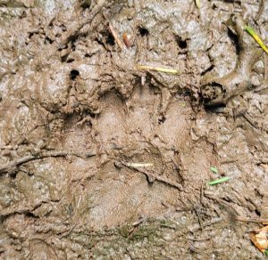 Badger paw print in mud.