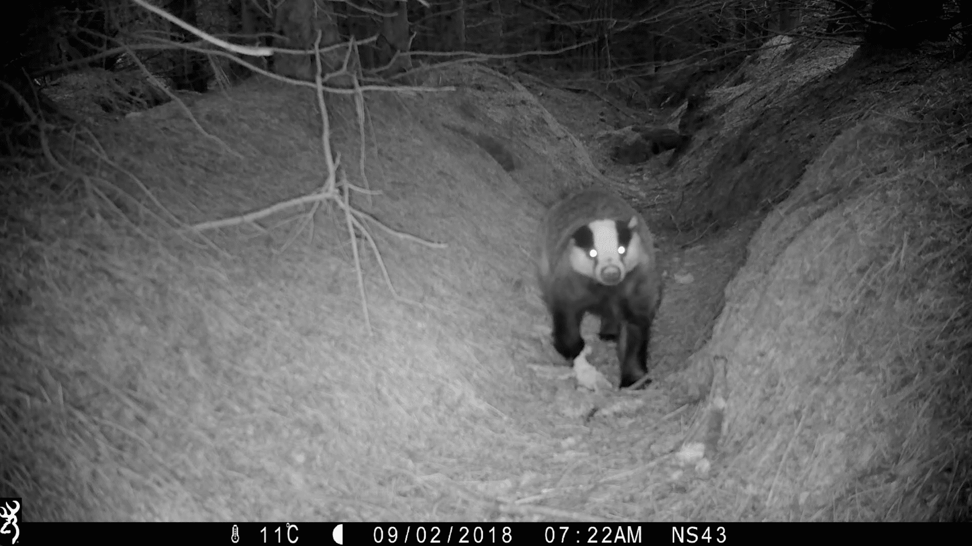 Badger looking directly at camera