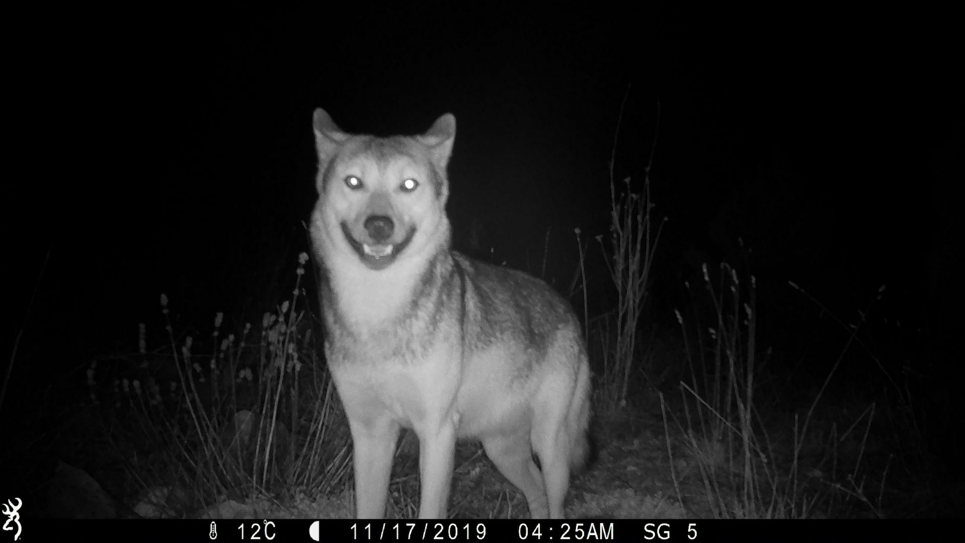 Wolf looking directly at camera