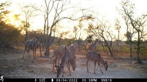 Kudu bull, cows and calves at sundown at Shinganda Wildlife Wilderness