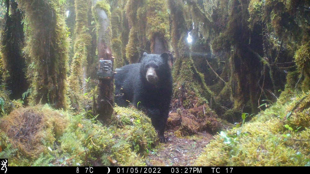 Soggy Andean bear on camera trap 2