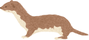 Weasel illustration by Kate Snell