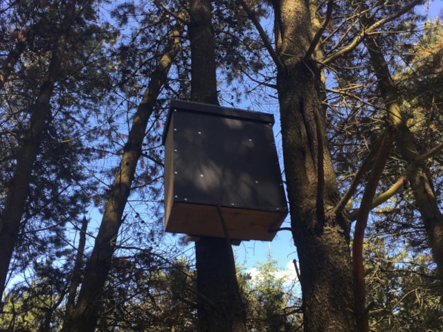 VWT-style pine marten den box on the North York Moors