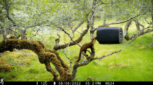 Pine marten exploring a feeding station at Alladale Wilderness Reserve
