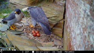 Peregrine falcons on nest - Eagle Reintroduction Wales