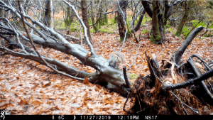 Grey squirrel on a fallen tree