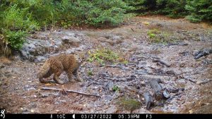 Kodkod walks by a camera trap - Rainforest Concern