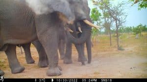 Elephants eating soil at Shinganda Wildlife Wilderness