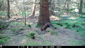 Pine marten foraging in Yorkshire