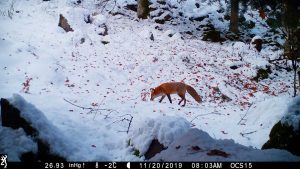 Scenic winter fox