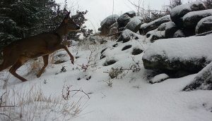 Roe deer_NatureSpy Ursus trail camera sample photo