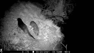 Three otters explore a riverbank in Yorkshire