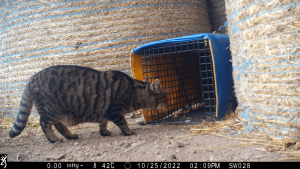 Cat entering a TNVR trap - Saving Wildcats