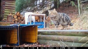Scottish wildcat x feral cat hybrid