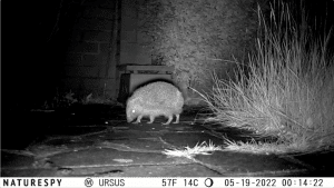 Video still of a hedgehog taken with the NatureSpy Ursus trail camera