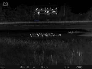 Thermal image of waterfowl on a lake