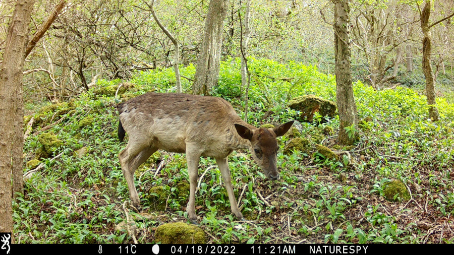 Fallow deer captured on a Browning Recon Force Elite HP5 trail camera 