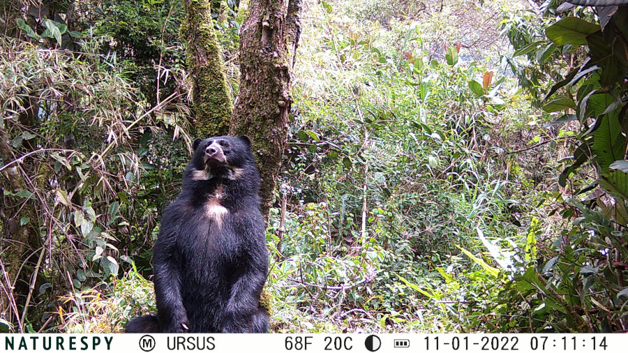 Andean bear leaning against a tree captured on NatureSpy Ursus trail camera