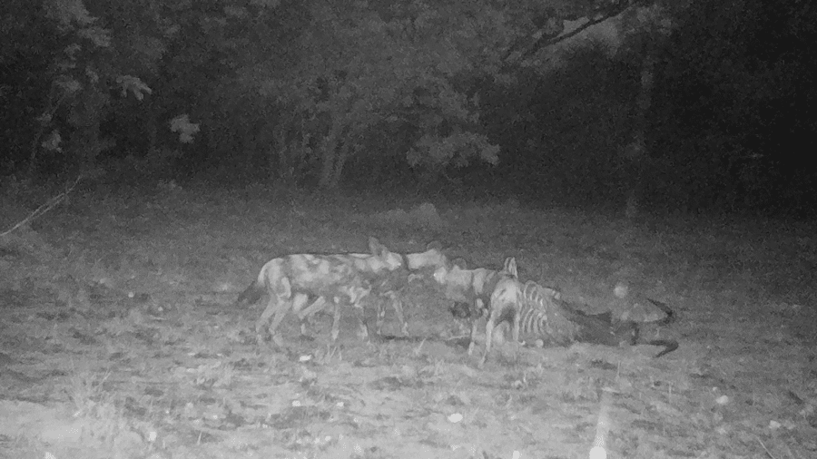 African wild dogs scavenging 1