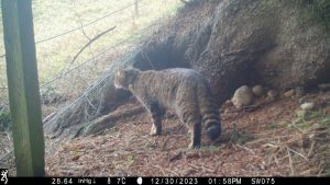 Scottish wildcat - Saving Wildcats